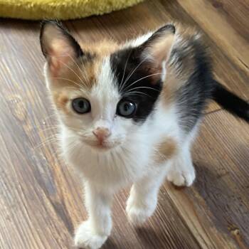 Tiny -  Domestic Short Hair Cat for Adoption in Midland, Texas - Tiny | PetCurious