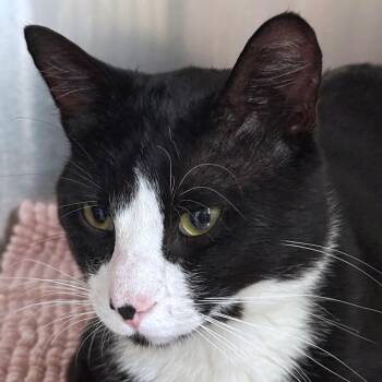 Bowtie -  Domestic Short Hair Cat for Adoption in Ottawa, Kansas - Bowtie | PetCurious