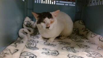 TOUPEE -  Domestic Short Hair Cat for Adoption in Doral, Florida - TOUPEE | PetCurious