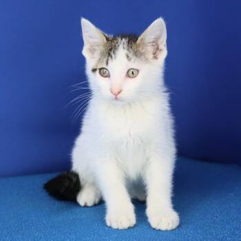 Otto - 072108U-2 -  Domestic Short Hair Cat for Adoption in Tupelo, Mississippi - Otto - 072108U-2 | PetCurious