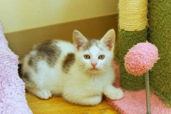 Domestic Short Hair Cats Available for Adoption in Urbana, Ohio - Antonio | PetCurious