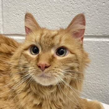 Rooster -  Domestic Long Hair Cat for Adoption in Golden, Colorado - Rooster | PetCurious