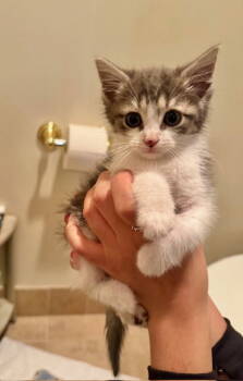 Rescue Domestic Short Hair Cats for Adoption in Herndon, Virginia - Cloudy | PetCurious