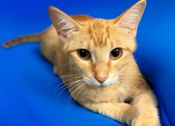 Domestic Short Hair Cats Available for Adoption in Fort Lauderdale, Florida - BUDDY | PetCurious