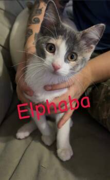 Elphaba -  Domestic Short Hair Cat for Adoption in Mokena, Illinois - Elphaba | PetCurious