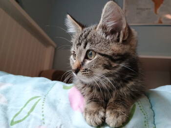 Rescue Domestic Medium Hair and Siamese Cats for Adoption in Pittsboro, North Carolina - Waffle | PetCurious