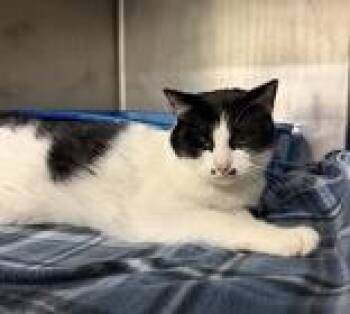 Domestic Short Hair Cats Available for Adoption - Oleander | PetCurious