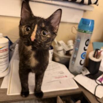 Ally -  Domestic Short Hair Cat for Adoption in Chicago, Illinois - Ally | PetCurious