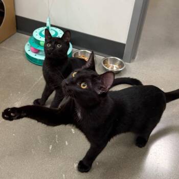 Kage -  Domestic Short Hair Cat for Adoption in Escondido, California - Kage | PetCurious