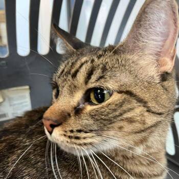 Baby -  Domestic Short Hair Cat for Adoption in Kingman, Arizona - Baby | PetCurious