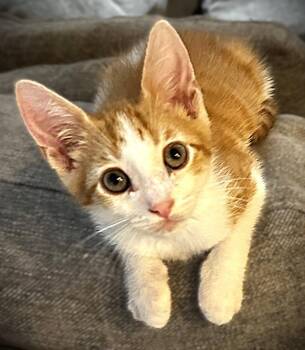 Domestic Short Hair and Tabby Cats Available for Adoption in Fort Myers, Florida - Alex (Van Halen) | PetCurious