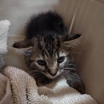 Biscuit -  Domestic Short Hair Cat for Adoption in Summerville, South Carolina - Biscuit | PetCurious