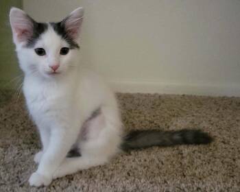 Selas -  Domestic Medium Hair Cat for Adoption in Tucson, Arizona - Selas | PetCurious