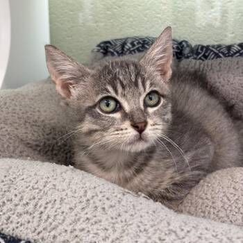 Hyundai -  Domestic Short Hair Cat for Adoption in League City, Texas - Hyundai | PetCurious