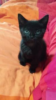 Nightfall26 -  Domestic Short Hair Cat for Adoption in Youngsville, North Carolina - Nightfall26 | PetCurious