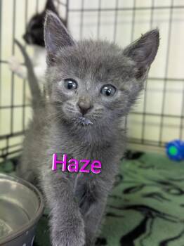 Haze -  Domestic Short Hair Cat for Adoption in Yuma, Arizona - Haze | PetCurious