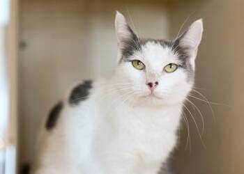 SOOKIE -  Domestic Short Hair Cat for Adoption in Colorado Springs, Colorado - SOOKIE | PetCurious