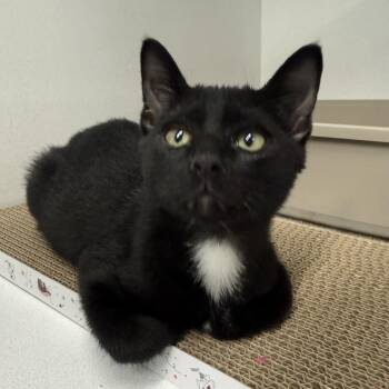 Plato -  Domestic Short Hair Cat for Adoption in Colorado Springs, Colorado - Plato | PetCurious