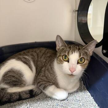 Fiona -  Domestic Short Hair Cat for Adoption in Branford, Connecticut - Fiona | PetCurious