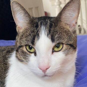 Domestic Short Hair and Tabby Cats Available for Adoption in Hamilton, Ontario - Damien | PetCurious