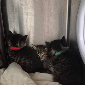 Wren -  Domestic Medium Hair Cat Available for Adoption in Kingman, Kansas - Wren | PetCurious