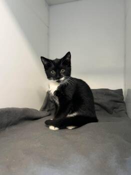 KINDER -  Domestic Short Hair Cat for Adoption in Delson, Quebec - KINDER | PetCurious
