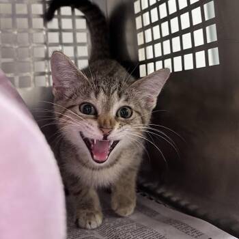 Allison -  Domestic Short Hair Cat for Adoption in Mount Vernon, Indiana - Allison | PetCurious