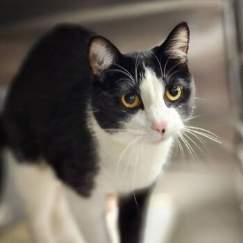 Rescue Domestic Short Hair Cats for Adoption in Glenwood Springs, Colorado - Lenah | PetCurious