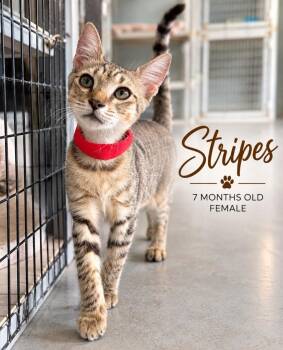 Stripes -  Domestic Short Hair Cat for Adoption in Kingsland, Georgia - Stripes | PetCurious