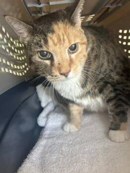 Mary -  Domestic Short Hair Cat for Adoption in Largo, Florida - Mary | PetCurious