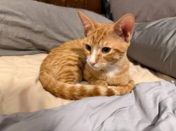 Butternut -  Domestic Short Hair Cat for Adoption in Burnaby, British Columbia - Butternut | PetCurious