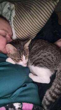 Rescue Domestic Short Hair Cats for Adoption in Grand Forks, North Dakota - JESSE | PetCurious