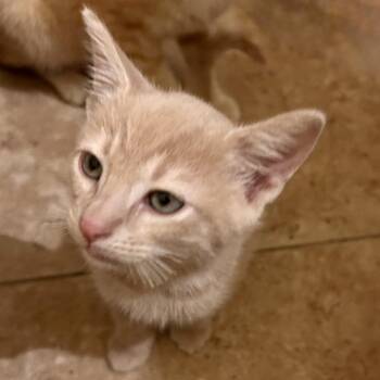 I Be Knitting 16 -  Domestic Short Hair Cat for Adoption in Austin, Texas - I Be Knitting 16 | PetCurious