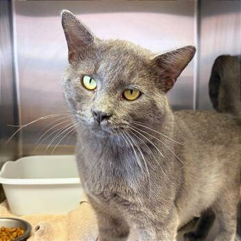 Mr. Commander Whiskers -  Domestic Medium Hair Cat for Adoption in Hannibal, Missouri - Mr. Commander Whiskers | PetCurious