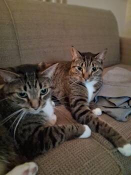 Jake and Tucker Courtesy Listing -  Domestic Short Hair Cat for Adoption in Midland, Michigan - Jake And Tucker Courtesy Listing | PetCurious