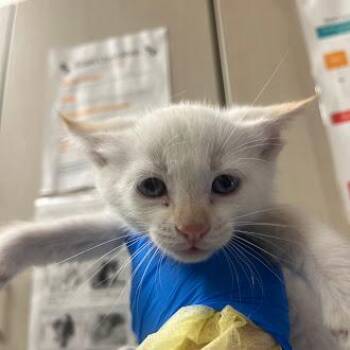 OAKLEY -  Domestic Short Hair Cat for Adoption in Las Vegas, Nevada - OAKLEY | PetCurious