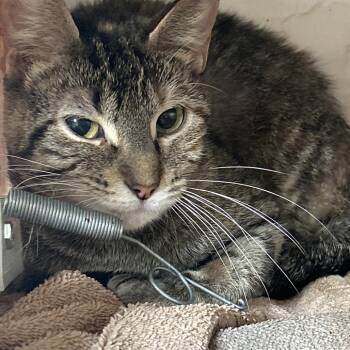 Hijinks -  Domestic Short Hair Cat for Adoption in Bristol, Indiana - Hijinks | PetCurious