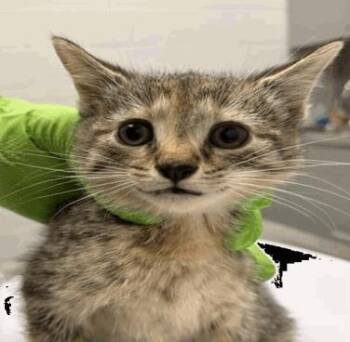 Undertaker -  Domestic Short Hair Cat for Adoption in Cincinnati, Ohio - Undertaker | PetCurious