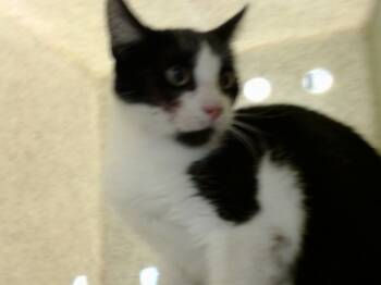 Rescue Domestic Short Hair Cats for Adoption in Moreno Valley, California - A546787 | PetCurious