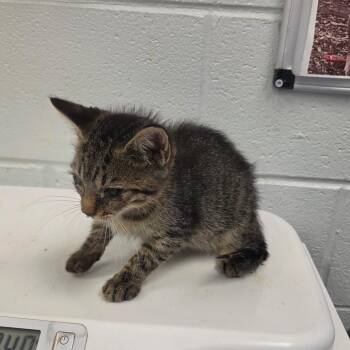 Zexion -  Domestic Short Hair Cat for Adoption in Chattanooga, Tennessee - Zexion | PetCurious