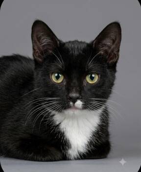 Dunkin -  Domestic Short Hair Cat for Adoption in East Brunswick, New Jersey - Dunkin | PetCurious