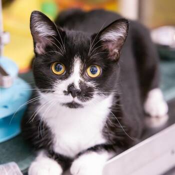 Fructose -  Domestic Short Hair Cat for Adoption in Mentor, Ohio - Fructose | PetCurious