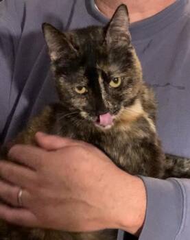 Tortoiseshell Cats Available for Adoption in Dixon, California - Violet & Veruca | PetCurious