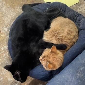Midnight - Home to Home -  Domestic Short Hair Cat for Adoption in South Elgin, Illinois - Midnight - Home To Home | PetCurious
