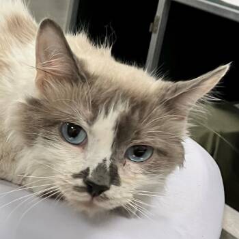 Domestic Medium Hair Cats Available for Adoption in Las Cruces, New Mexico - Nimbus | PetCurious