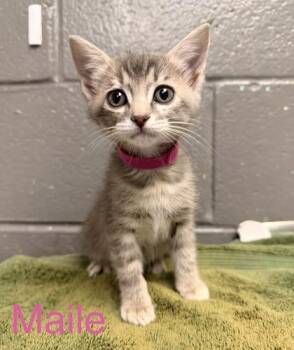 Domestic Short Hair Cats Available for Adoption in Fort Worth, Texas - Maile | PetCurious