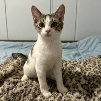 Benny -  Domestic Short Hair Cat for Adoption in Little Rock, Arkansas - Benny | PetCurious