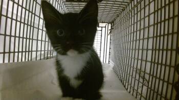 Rescue Domestic Short Hair Cats for Adoption in Doral, Florida - SHEBA | PetCurious