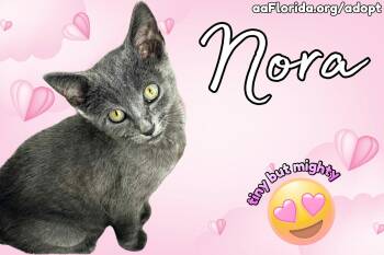 Nora -  Russian Blue and Domestic Short Hair Cat for Adoption in Pensacola, Florida - Nora | PetCurious