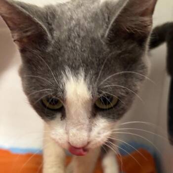 Levi -  Domestic Short Hair Cat for Adoption in Saint Joseph, Missouri - Levi | PetCurious